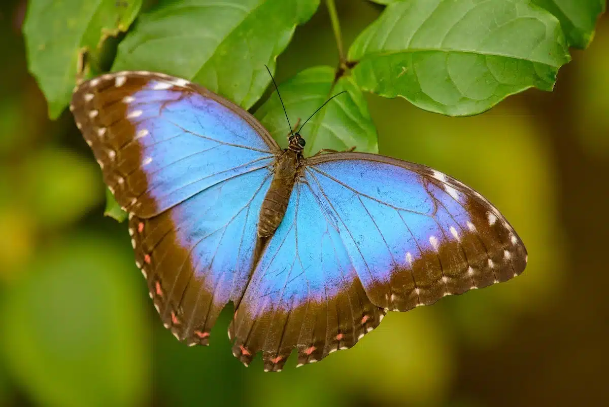 robe morpho